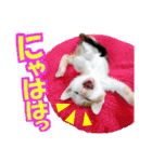 ゆかいなにゃんこ5★気持ち＆感情★（個別スタンプ：1）
