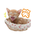 ゆかいなにゃんこ5★気持ち＆感情★（個別スタンプ：2）