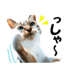 ゆかいなにゃんこ5★気持ち＆感情★（個別スタンプ：5）