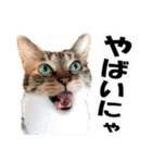ゆかいなにゃんこ5★気持ち＆感情★（個別スタンプ：12）