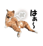 ゆかいなにゃんこ5★気持ち＆感情★（個別スタンプ：13）