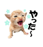 ゆかいなにゃんこ5★気持ち＆感情★（個別スタンプ：15）
