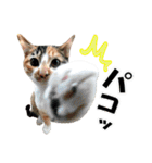 ゆかいなにゃんこ5★気持ち＆感情★（個別スタンプ：16）