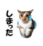 ゆかいなにゃんこ5★気持ち＆感情★（個別スタンプ：19）