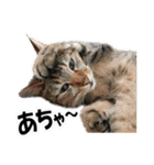 ゆかいなにゃんこ5★気持ち＆感情★（個別スタンプ：20）