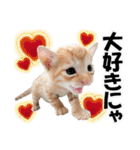 ゆかいなにゃんこ5★気持ち＆感情★（個別スタンプ：22）