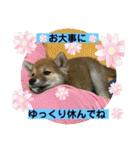 むぎ.2（個別スタンプ：20）