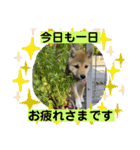 むぎ.2（個別スタンプ：36）