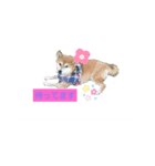 柴犬ガロ日常パート1（個別スタンプ：2）