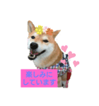 柴犬ガロ日常パート1（個別スタンプ：3）