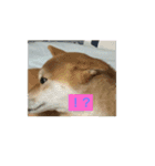 柴犬ガロ日常パート1（個別スタンプ：4）