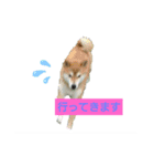 柴犬ガロ日常パート1（個別スタンプ：5）