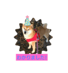 柴犬ガロ日常パート1（個別スタンプ：6）