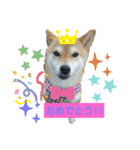 柴犬ガロ日常パート1（個別スタンプ：7）