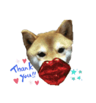 柴犬ガロ日常パート1（個別スタンプ：8）
