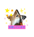 柴犬ガロ日常パート1（個別スタンプ：11）
