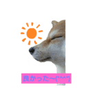 柴犬ガロ日常パート1（個別スタンプ：12）