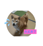 柴犬ガロ日常パート1（個別スタンプ：13）