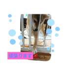 柴犬ガロ日常パート1（個別スタンプ：14）