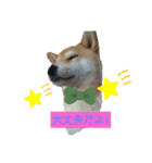 柴犬ガロ日常パート1（個別スタンプ：15）