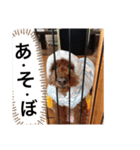 ももちゃんスタンプ:（個別スタンプ：10）