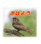 野鳥スタンプ2（個別スタンプ：1）