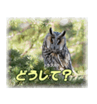 野鳥スタンプ2（個別スタンプ：3）