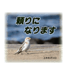 野鳥スタンプ2（個別スタンプ：4）