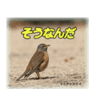 野鳥スタンプ2（個別スタンプ：7）