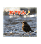 野鳥スタンプ2（個別スタンプ：8）