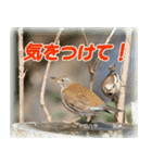 野鳥スタンプ2（個別スタンプ：9）