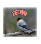 野鳥スタンプ2（個別スタンプ：10）