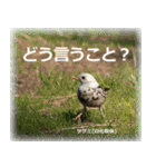野鳥スタンプ2（個別スタンプ：12）