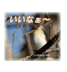 野鳥スタンプ2（個別スタンプ：13）