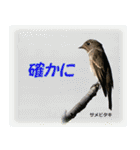 野鳥スタンプ2（個別スタンプ：14）