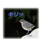 野鳥スタンプ2（個別スタンプ：16）