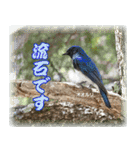 野鳥スタンプ2（個別スタンプ：17）