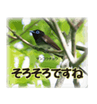 野鳥スタンプ2（個別スタンプ：21）