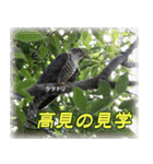 野鳥スタンプ2（個別スタンプ：22）