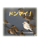 野鳥スタンプ2（個別スタンプ：25）