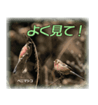 野鳥スタンプ2（個別スタンプ：26）