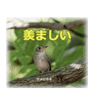野鳥スタンプ2（個別スタンプ：30）