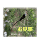 野鳥スタンプ2（個別スタンプ：31）