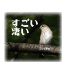 野鳥スタンプ2（個別スタンプ：32）