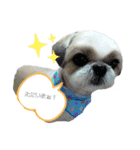 シー・ズー   ハチ（個別スタンプ：1）
