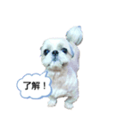 シー・ズー   ハチ（個別スタンプ：3）