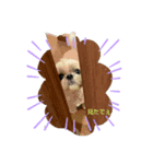 シー・ズー   ハチ（個別スタンプ：4）