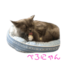 ちーとまるの生活Part2（個別スタンプ：4）
