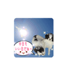 日本わんこのゆる～い愛のコトダマ日常編③（個別スタンプ：5）