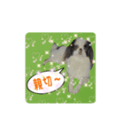 日本わんこのゆる～い愛のコトダマ日常編③（個別スタンプ：15）